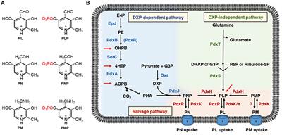 A Survey of Pyridoxal 5′-Phosphate-Dependent Proteins in the Gram-Positive Model Bacterium Bacillus subtilis